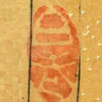 白老